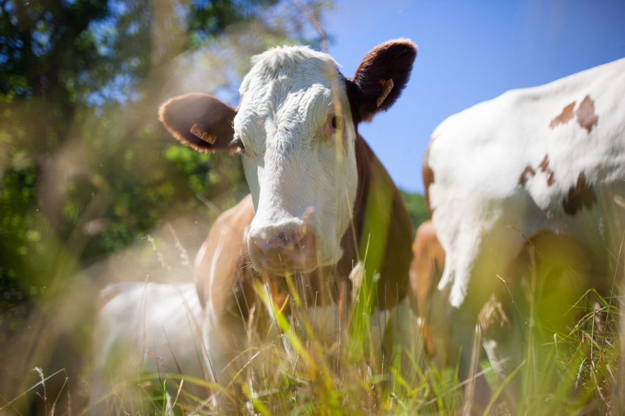 A herd of cows producing milk for Gruyere cheese in France in the spring